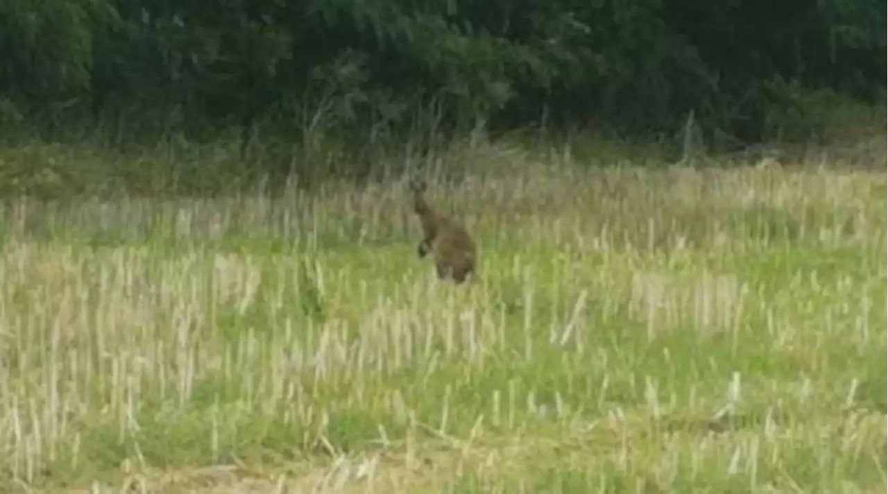 Kein Wildschwein: Kuriose Tiersichtung auf Wiese in Brandenburg (Video)