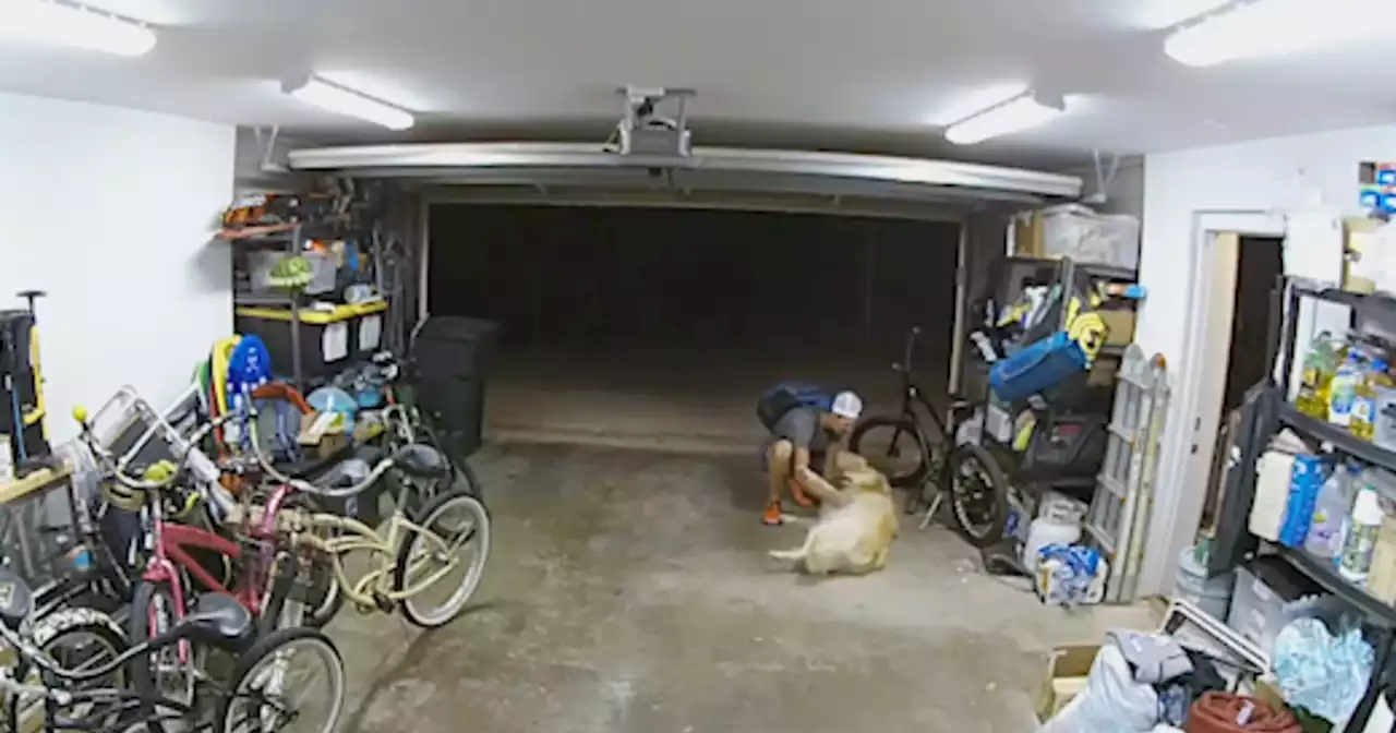 Bike theft interrupted by Golden Retriever seeking belly rubs