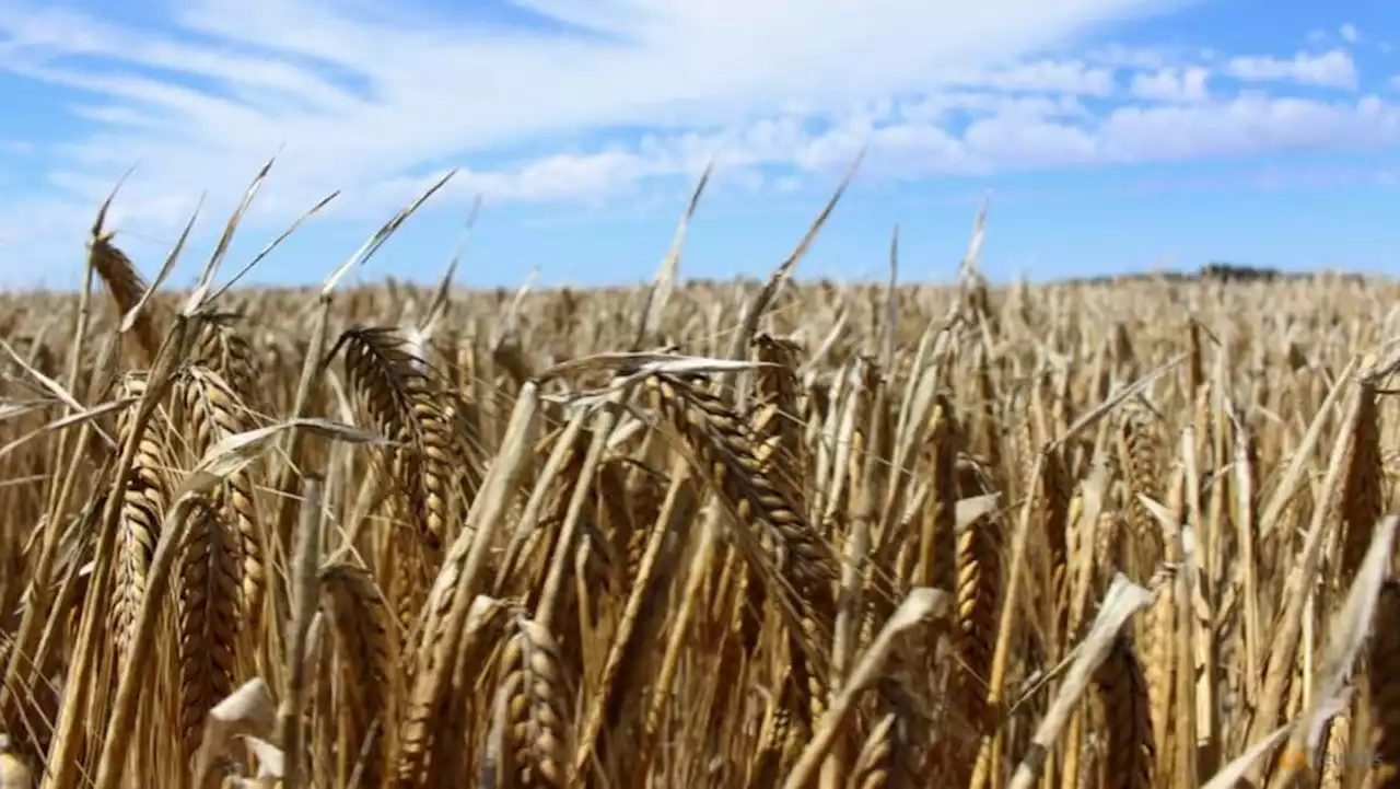 Australia's largest grain exporter to resume China barley trade