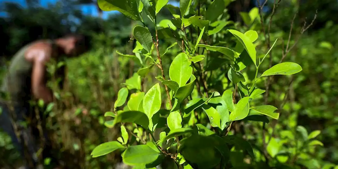 Estados Unidos planea retomar el próximo año el monitoreo de campos de coca