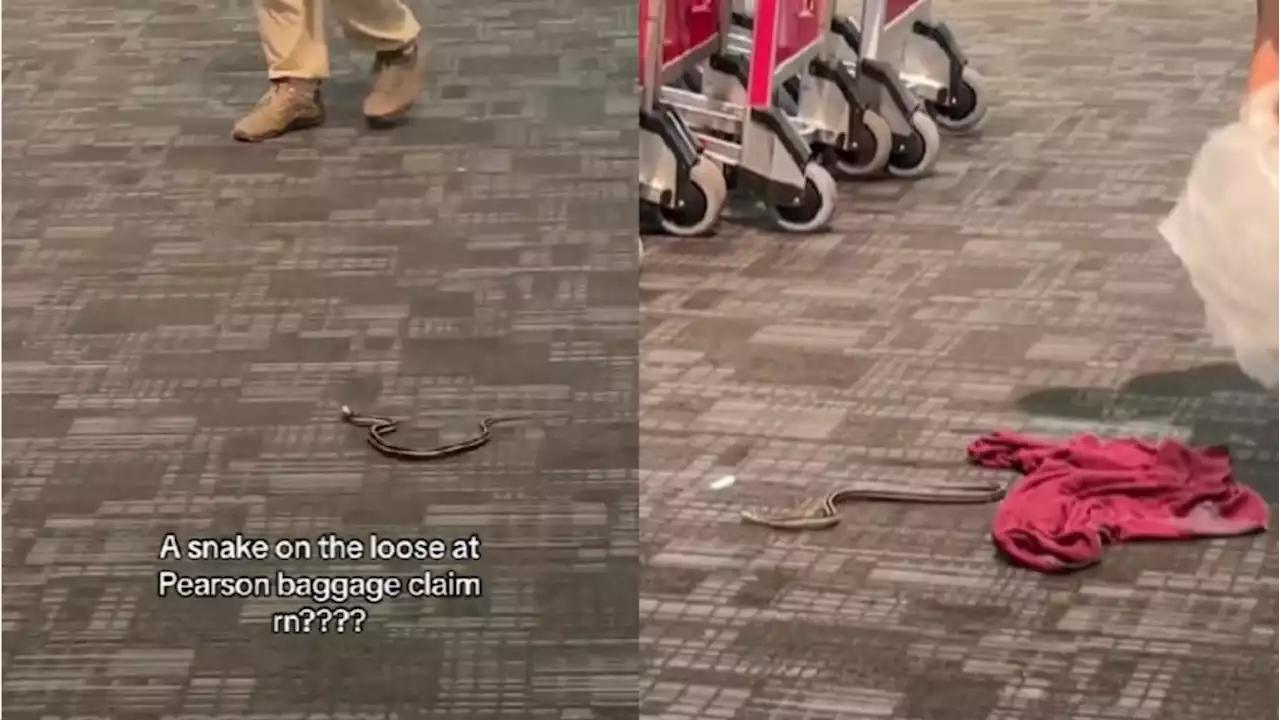 Video shows snake 'on the loose' at Toronto Pearson