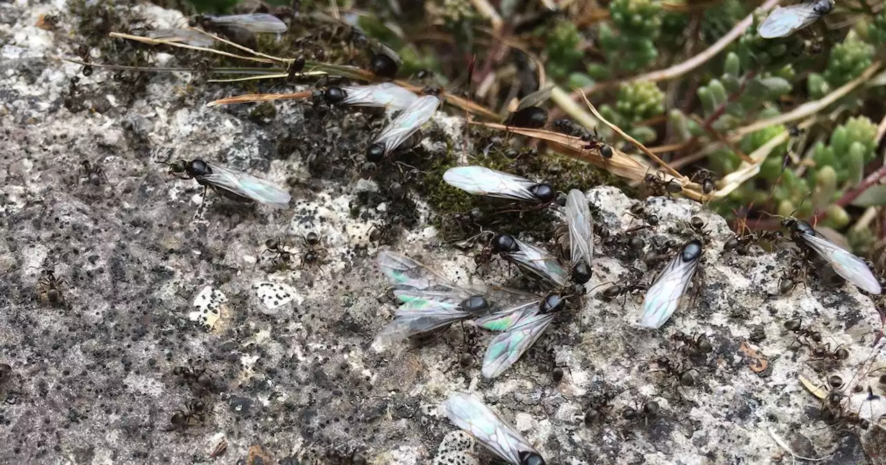 Flying ant day phenomenon sweeps the UK as millions of pesky insects swarm