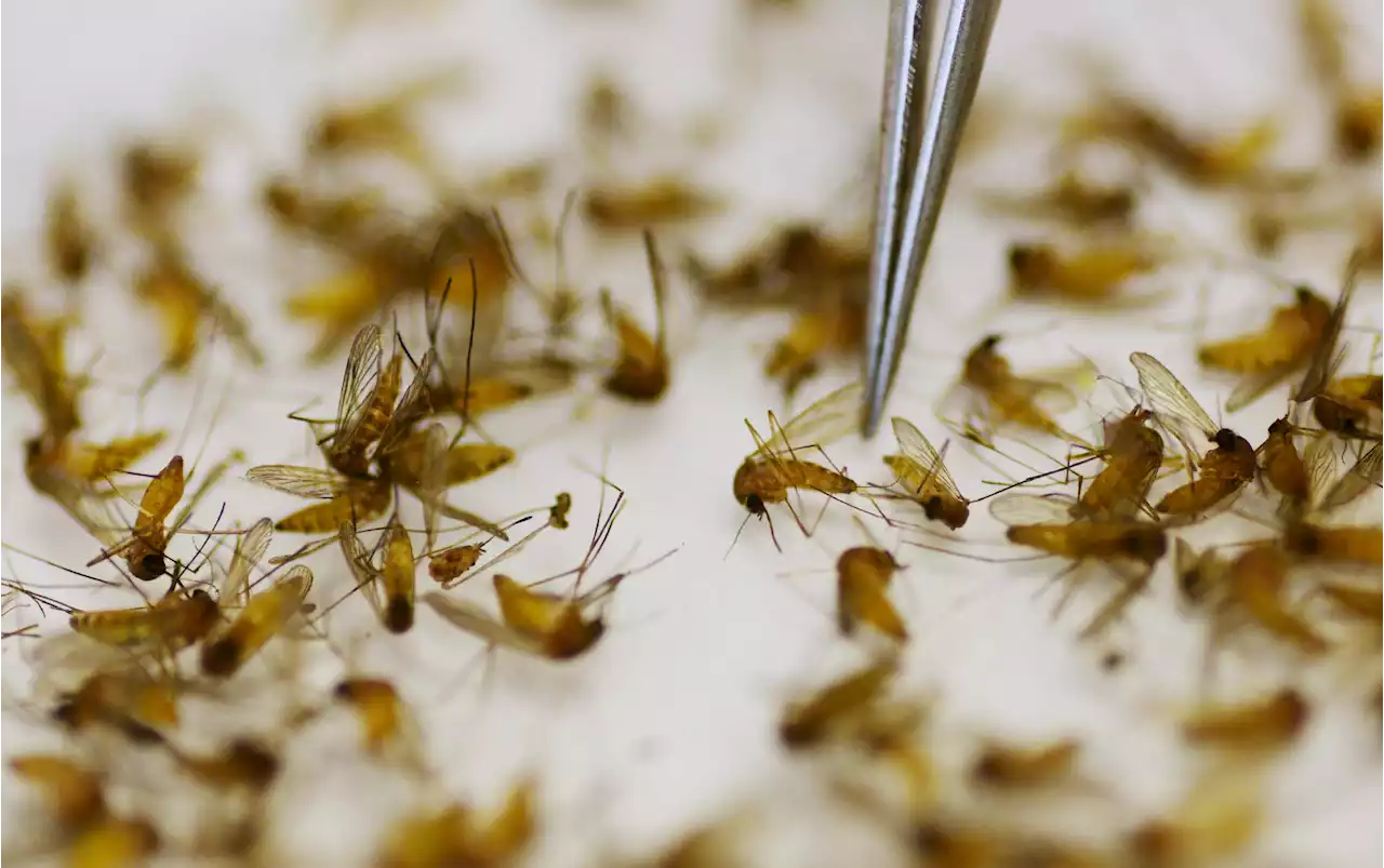 It's peak season for West Nile virus, and the Chicago area is a hotspot: What's being done