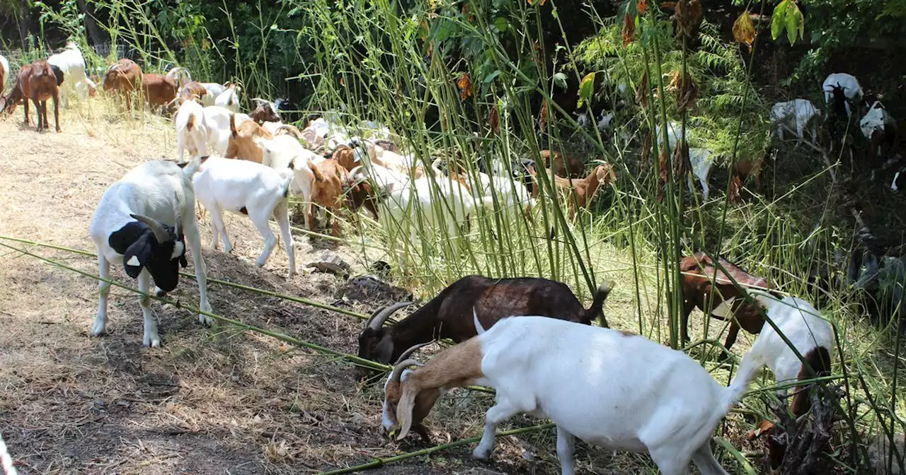 Hundreds of Goats Join Dallas Water Utilities as Newest Employees