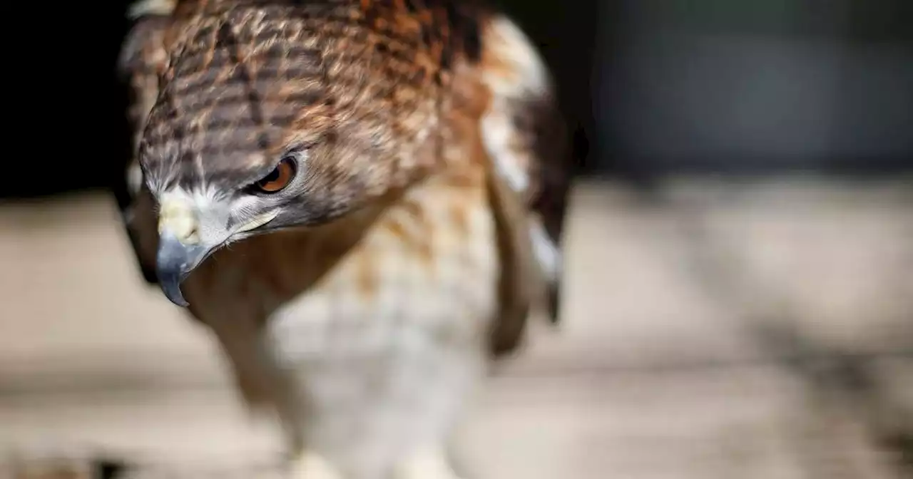 Texas Woman Attacked by Snake, Hawk While Mowing Lawn