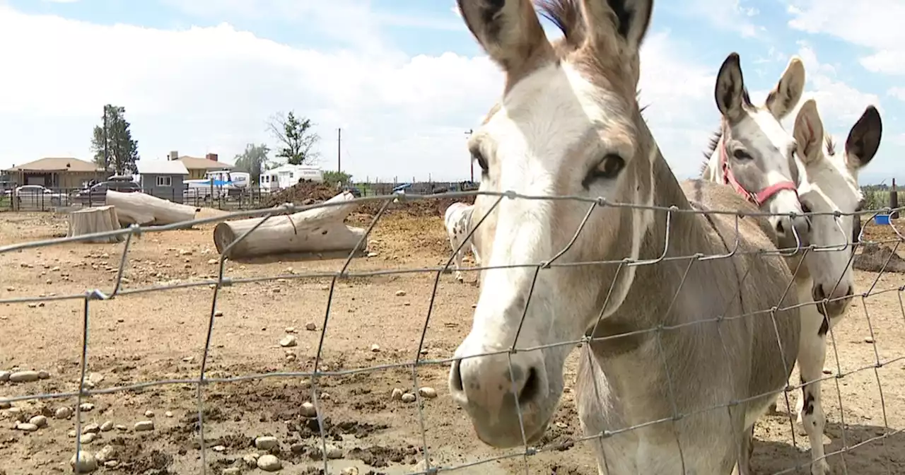 Colorado Farm Sanctuary Successfully Expands Property to Improve Animal Welfare