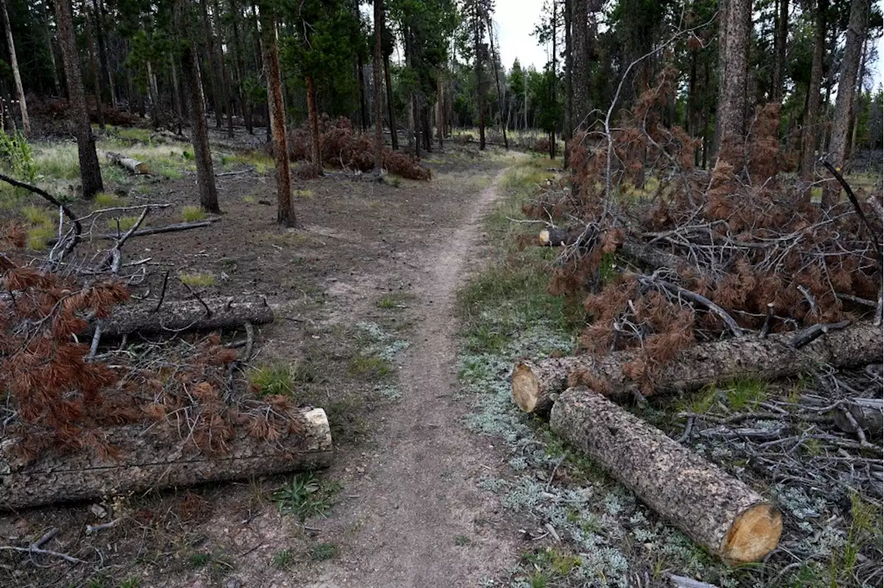 Naked Trail Sexual Predator Suspect Nabbed After Chase in Mountain Foothills of Jefferson County West of Denver