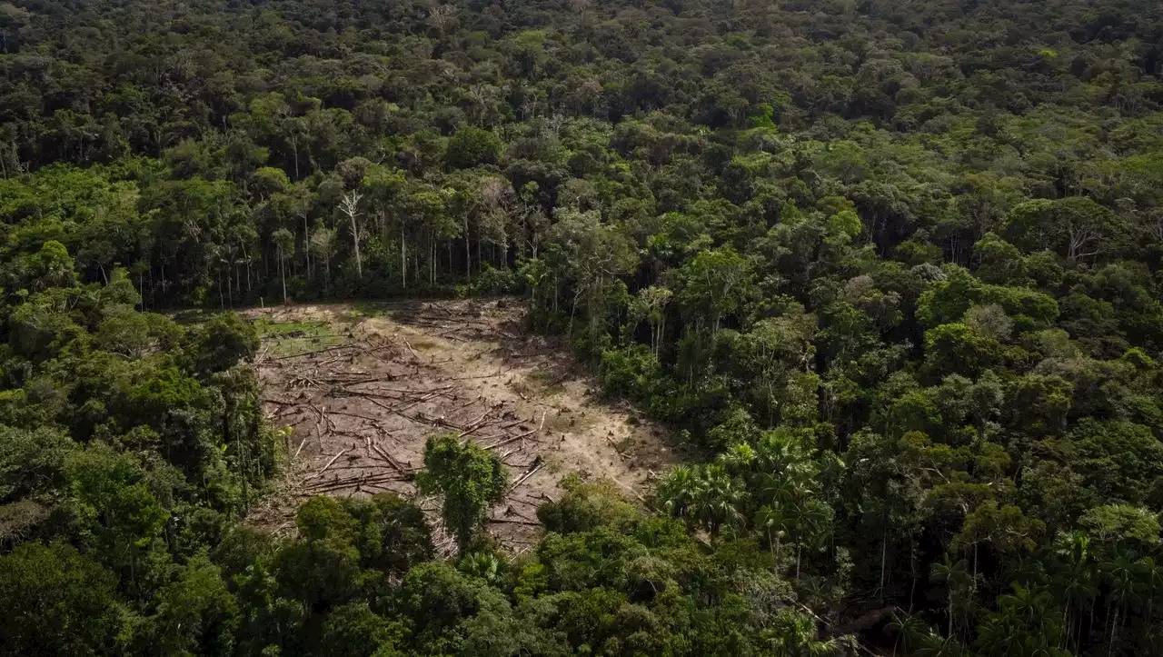 Kampf gegen die Klimakrise: Amazonas-Staaten gründen Allianz gegen Abholzung im Regenwald