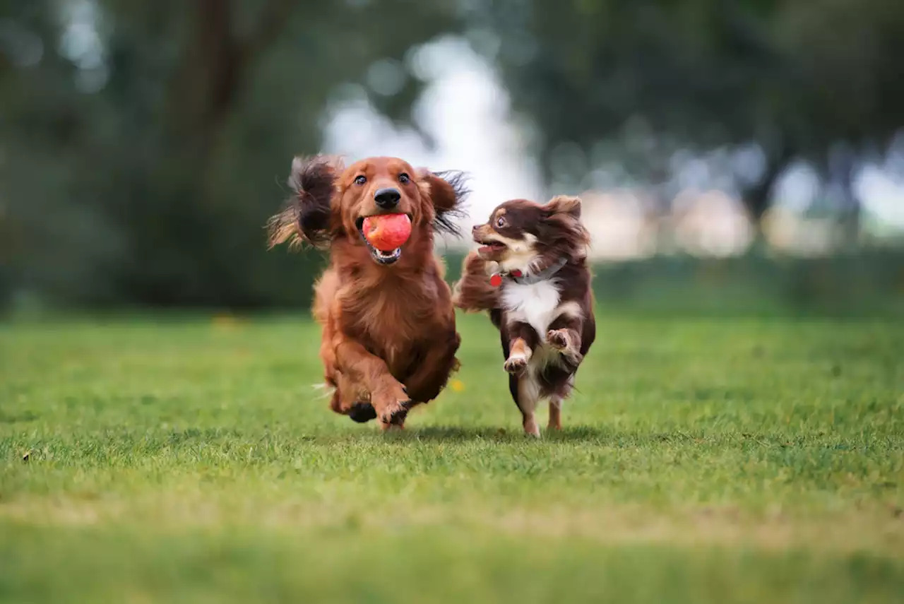 How To Keep Your Dog Happy and Healthy: The Science Behind Dog Health