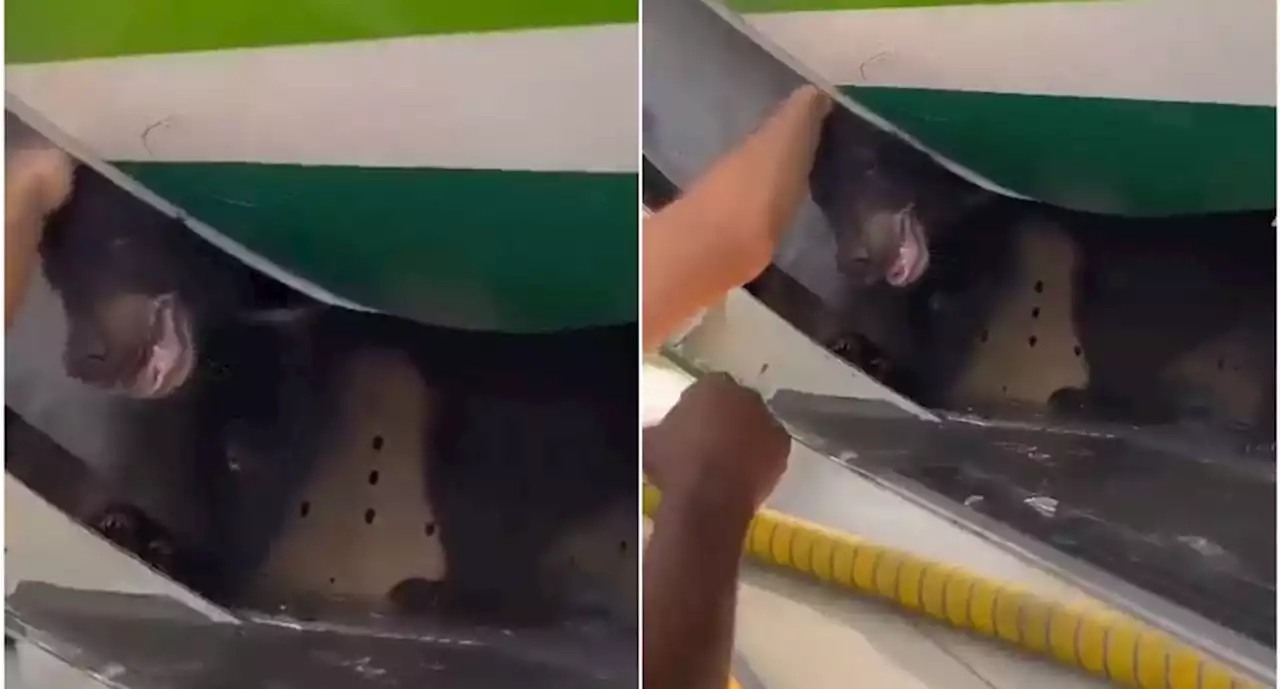 ¿Oso retrasa vuelo en Dubái? Escapa de su jaula en bodega de avión y así lo captan