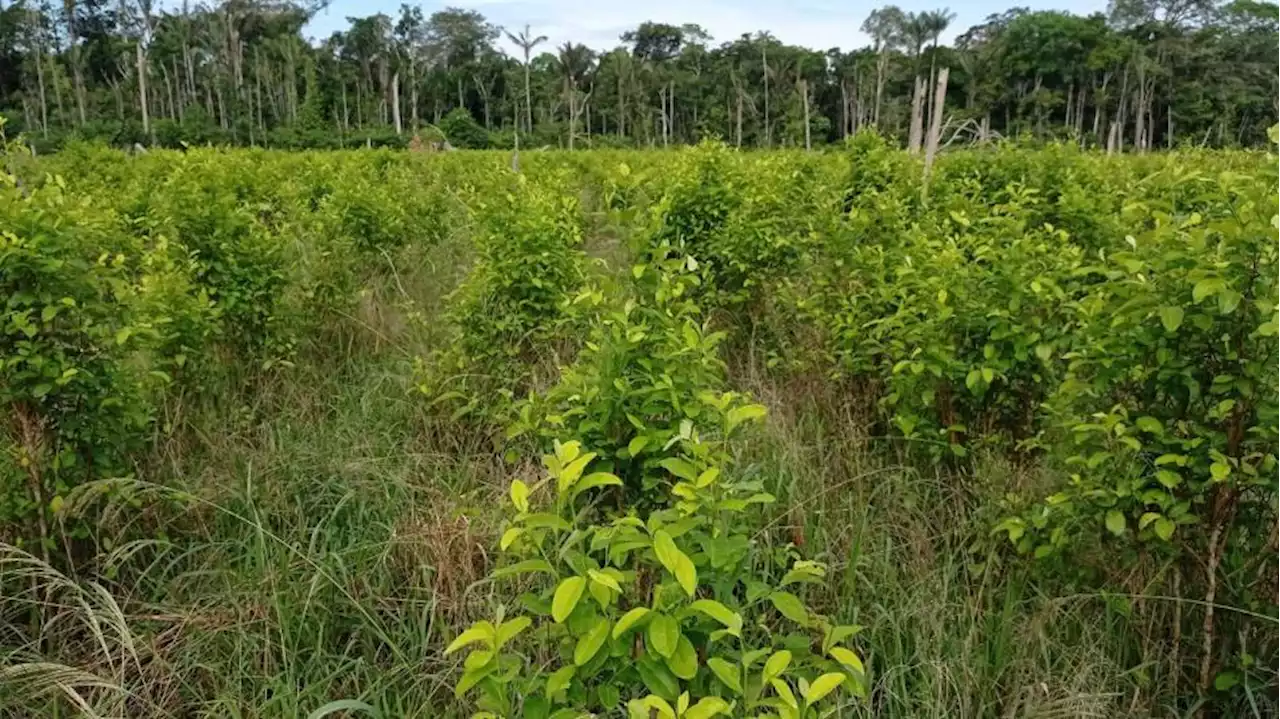 ¿Cuándo planea retomar EE.UU. el monitoreo de campos de coca en Colombia? Esto se sabe