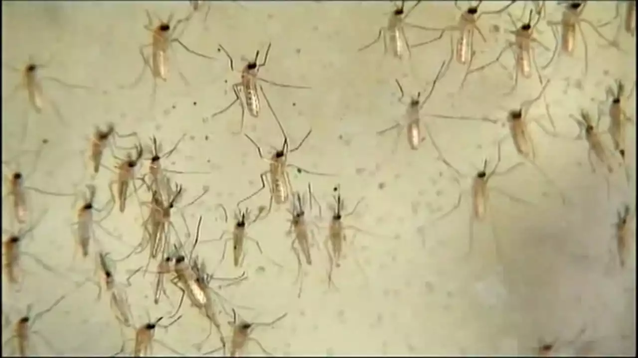 Irving Resident Dies from West Nile Virus