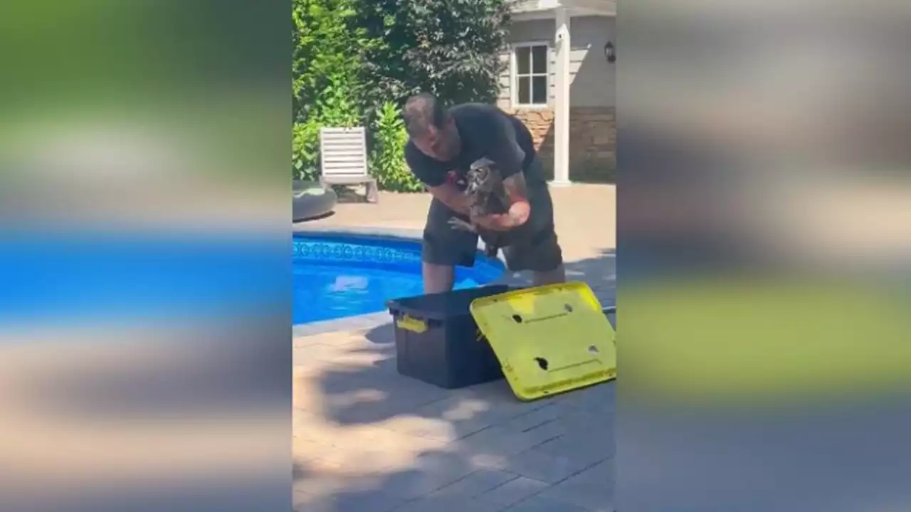 New York animal rescue organization saves owl from drowning in residential pool, video shows