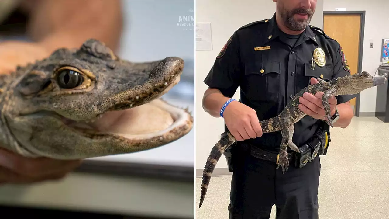 Small, 'malnourished' alligator found in Pennsylvania creek: 'Horrible condition'