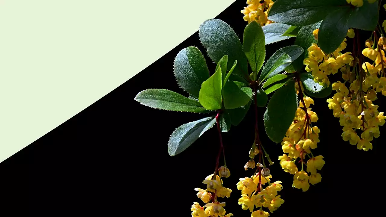 I tried “nature's Ozempic” Berberine - here's what happened