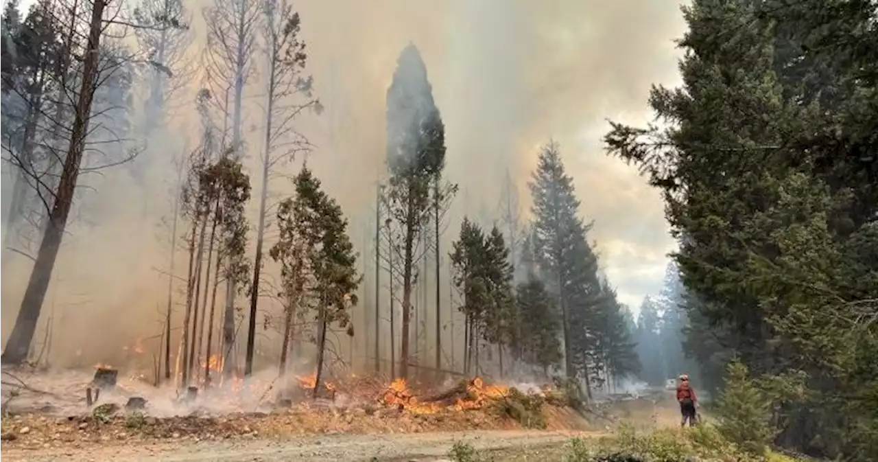 Number of B.C. wildfires grows but rain, cool weather on the way | Globalnews.ca