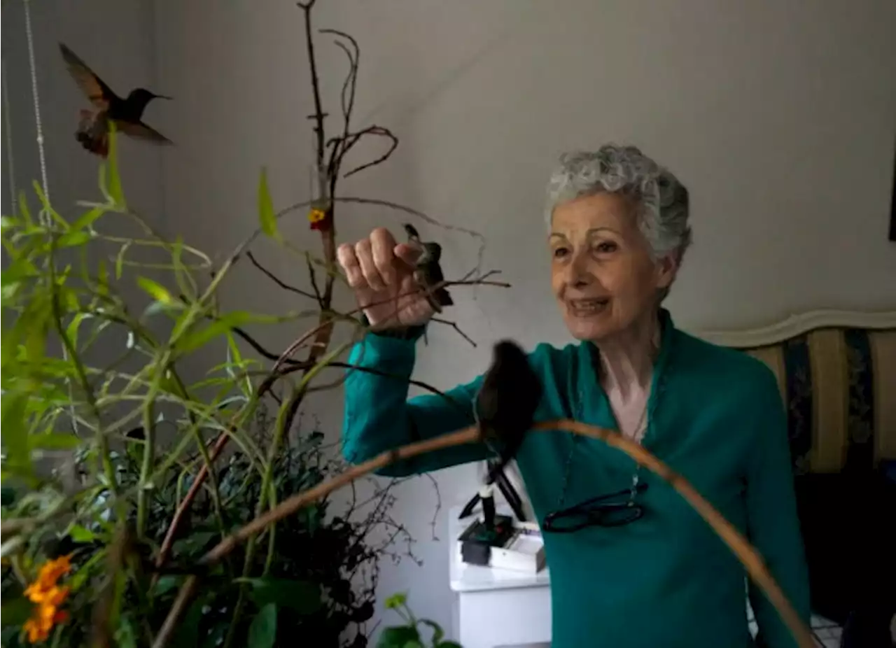 Woman in Mexico City turns her apartment into clinic for dozens of ailing hummingbirds