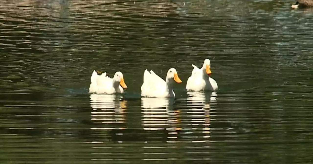 New zoo plan allows expansion, preserves beloved duck pond