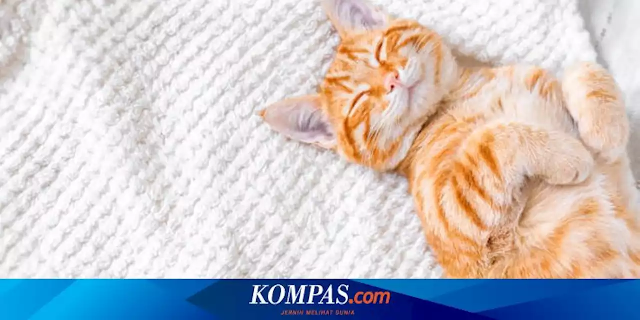 Hari Kucing Sedunia 2023, sejak Kapan Kucing Jadi Hewan Domestik?