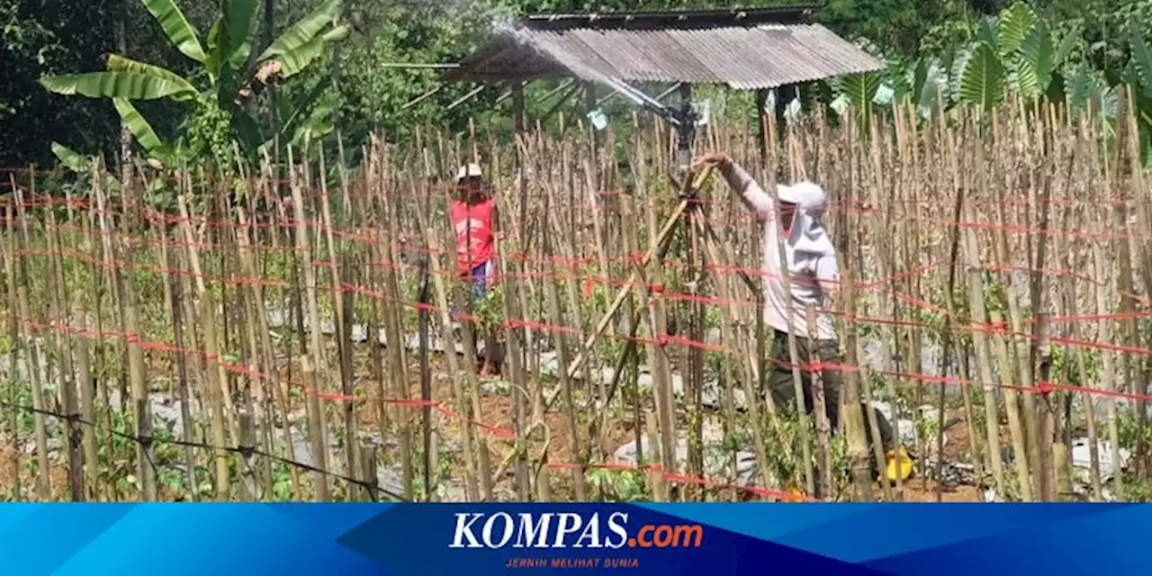 Inovasi Petani di Tasikmalaya Manfaatkan Gravitasi agar Tetap Bisa Panen Saat Kemarau