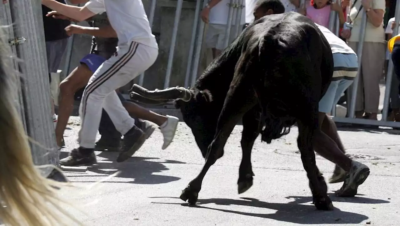 Fête votive dans l'Hérault : un homme de 72 ans meurt percuté par une vachette