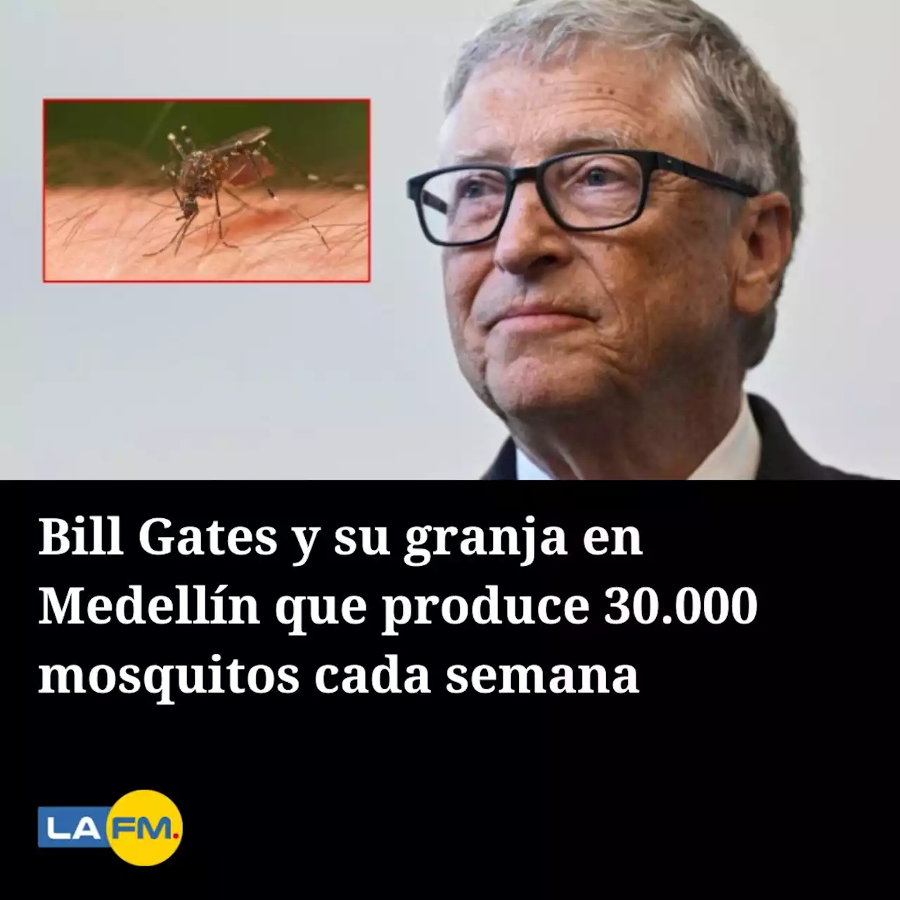 Bill Gates y su granja en Medellín que produce 30.000 mosquitos cada semana