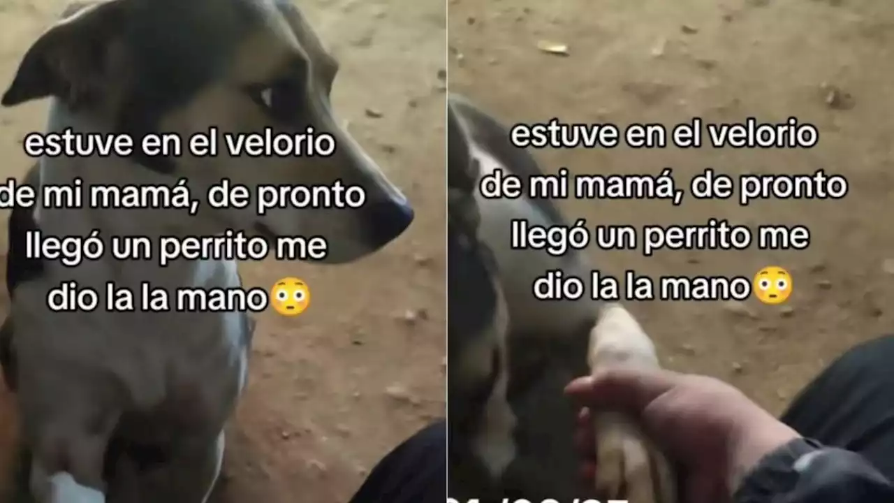 'Me dio la mano': Perrito consuela a hijo en funeral de su madre