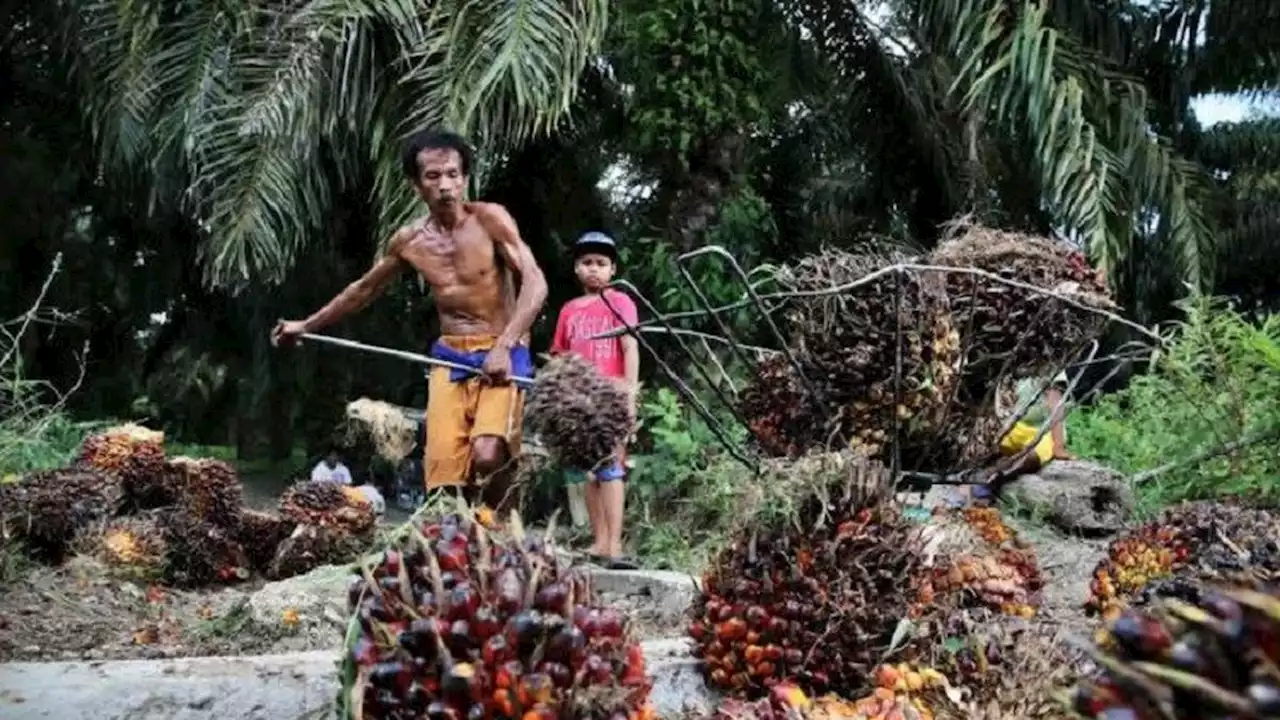 Eropa Jalankan UU Anti Deforestasi, Pengusaha Sawit Berjuang Sertifikasi ISPO Diakui