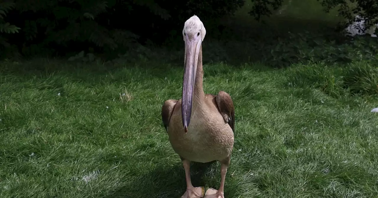 Blackpool Zoo's missing pelican spotted circling Stanley Park