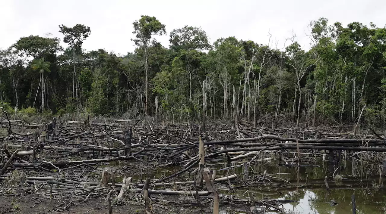 Amazzonia, Paesi sudamericani siglano un'alleanza contro la deforestazione