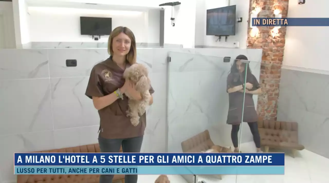 Milano, l'hotel a 5 stelle dedicato al benessere dei cani