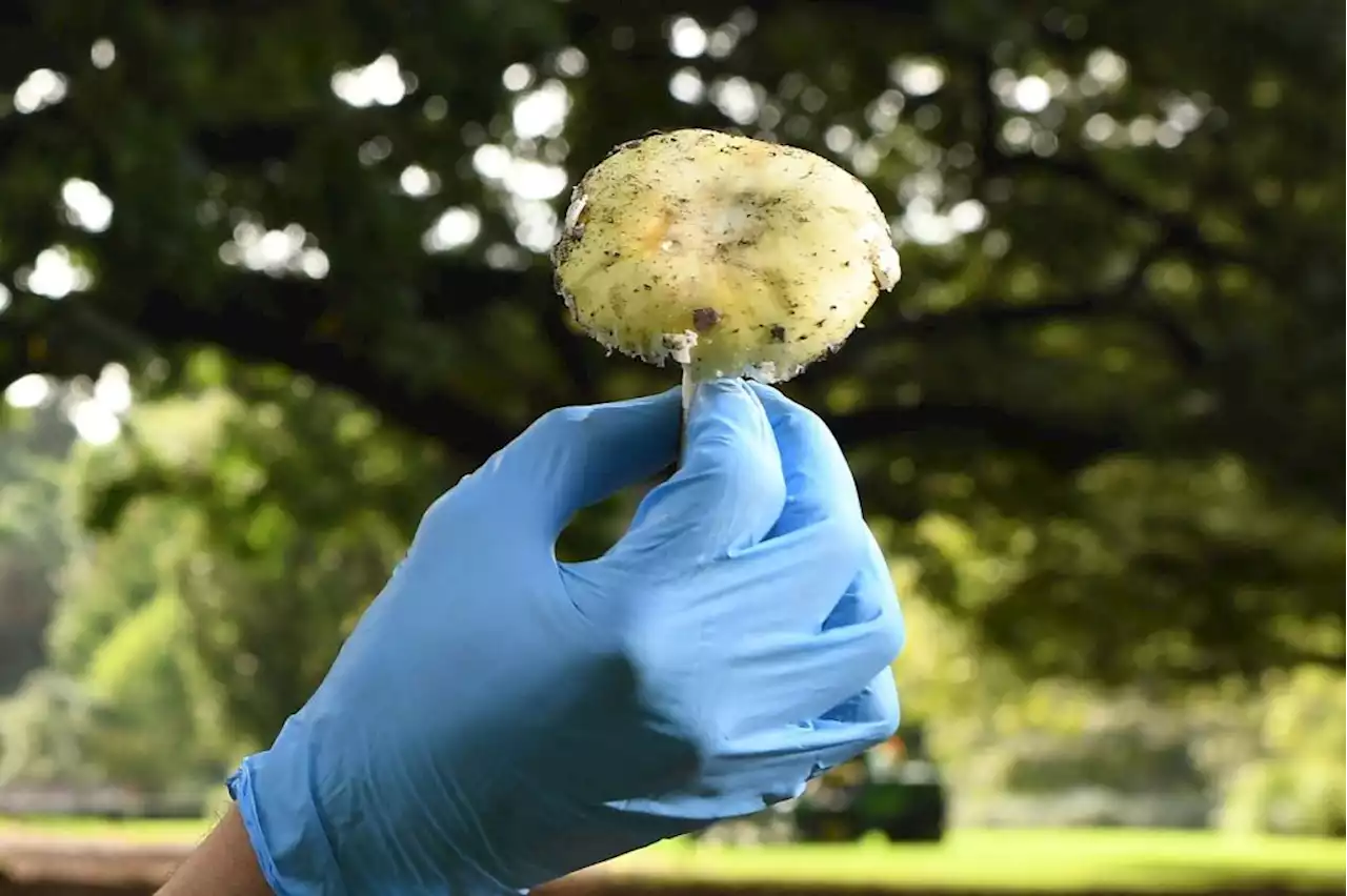 Three Guests Die from Suspected Death Cap Mushroom Poisoning at Family Lunch