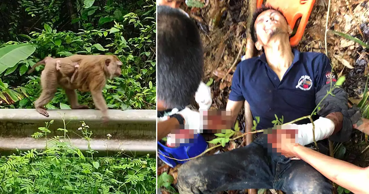 Screaming 'devil monkeys' pushed driver down hill and viciously attacked him