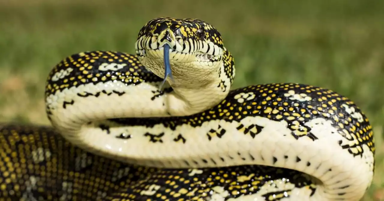 Woman's horror as she's attacked by snake dropped from hawk