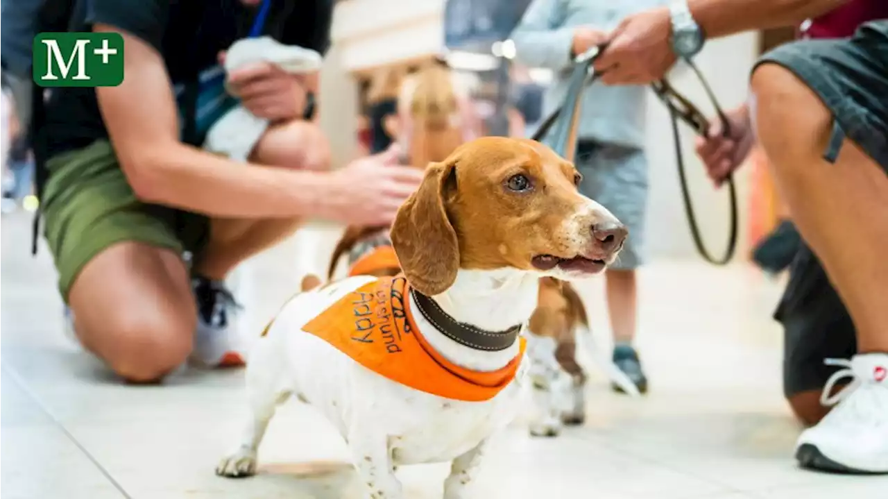 Flughafen BER: So sollen Hunde bei Reisenden Stress abbauen