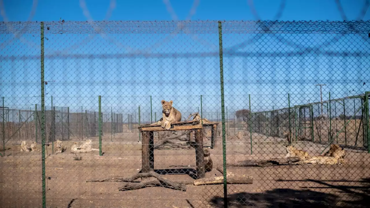 Are South Africa's captive lions inbred?