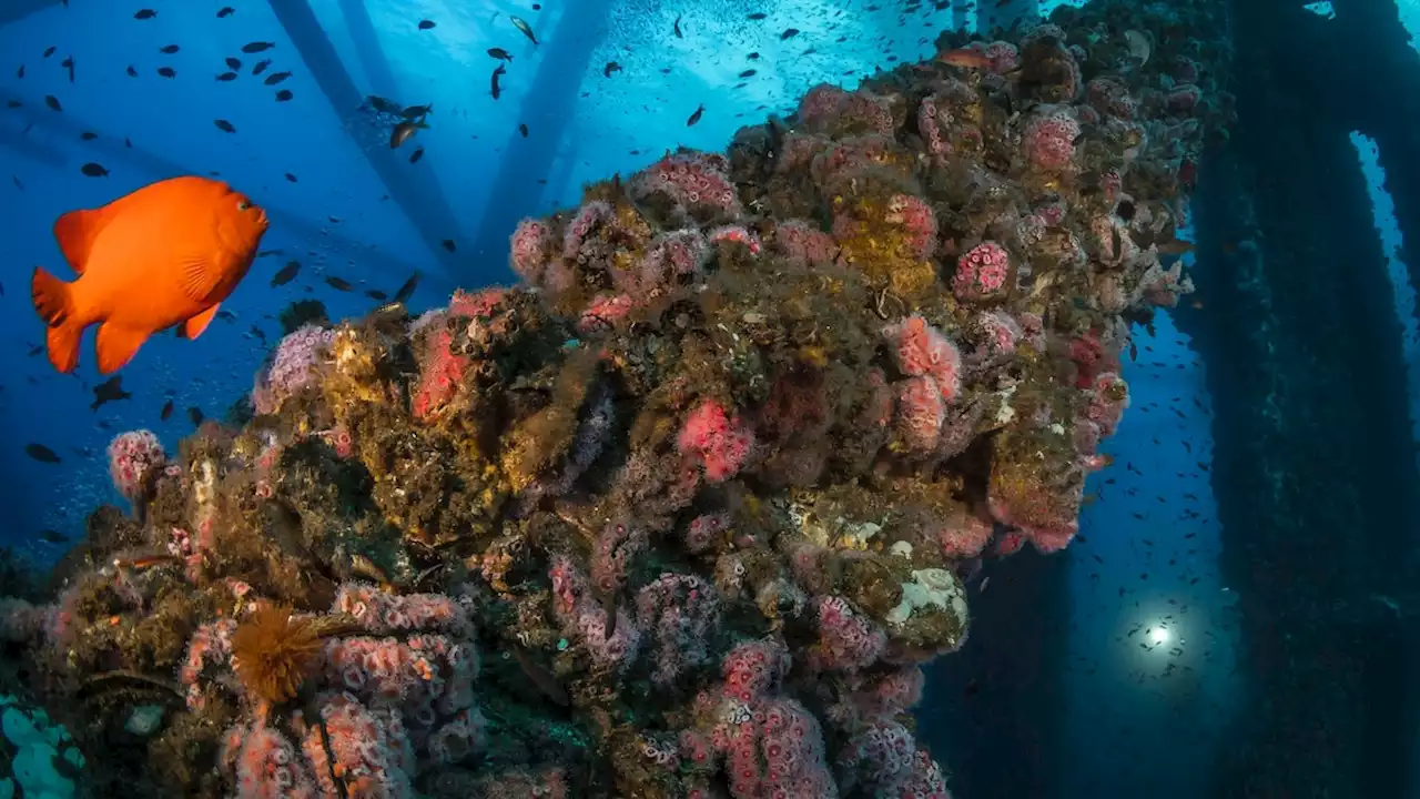 The Surprising Ecosystem of an Oil Rig off the Coast of California