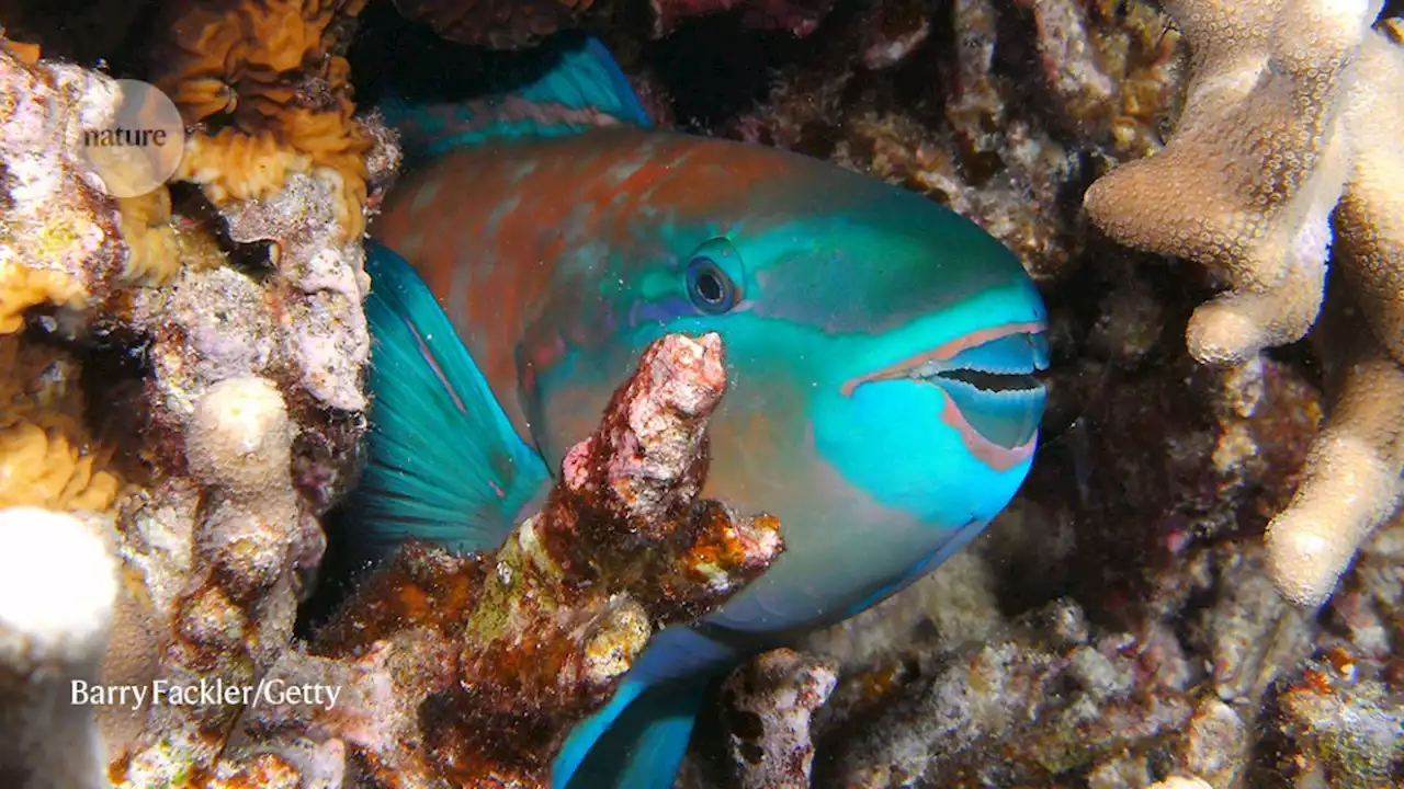 Controlling pollution and overfishing can help protect coral reefs — but it’s not enough