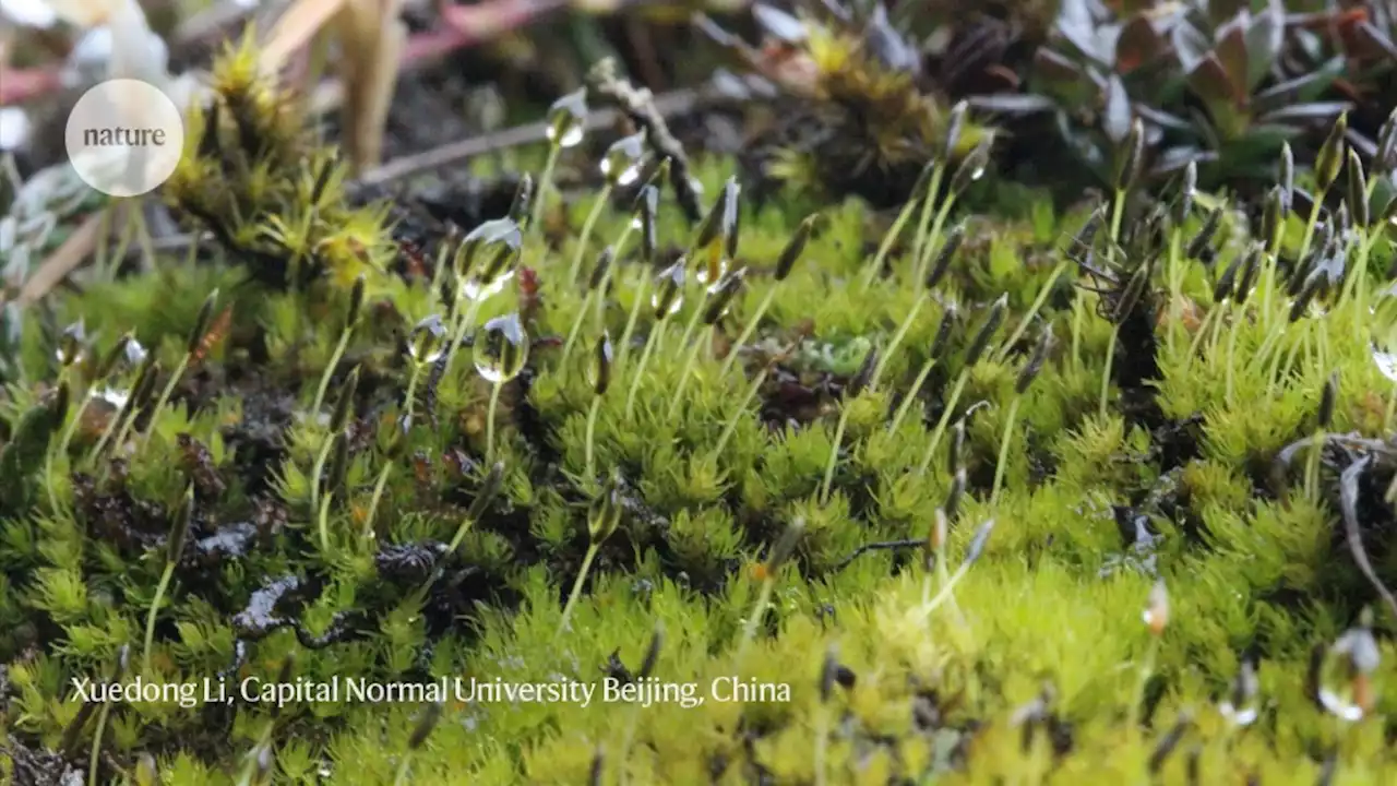 This moss survived 165 million years — and now it's under threat from climate change