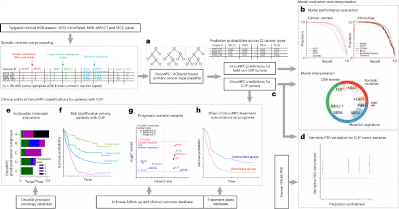 Machine learning predicts cancer origin and treatment response in cancer of unknown primary