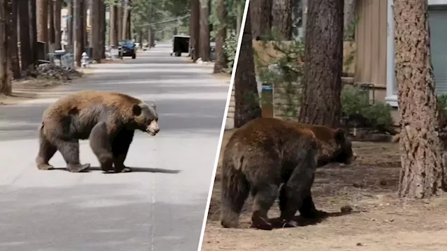 Taking a summer stroll: Video shows black bears wandering through South Lake Tahoe neighborhoods