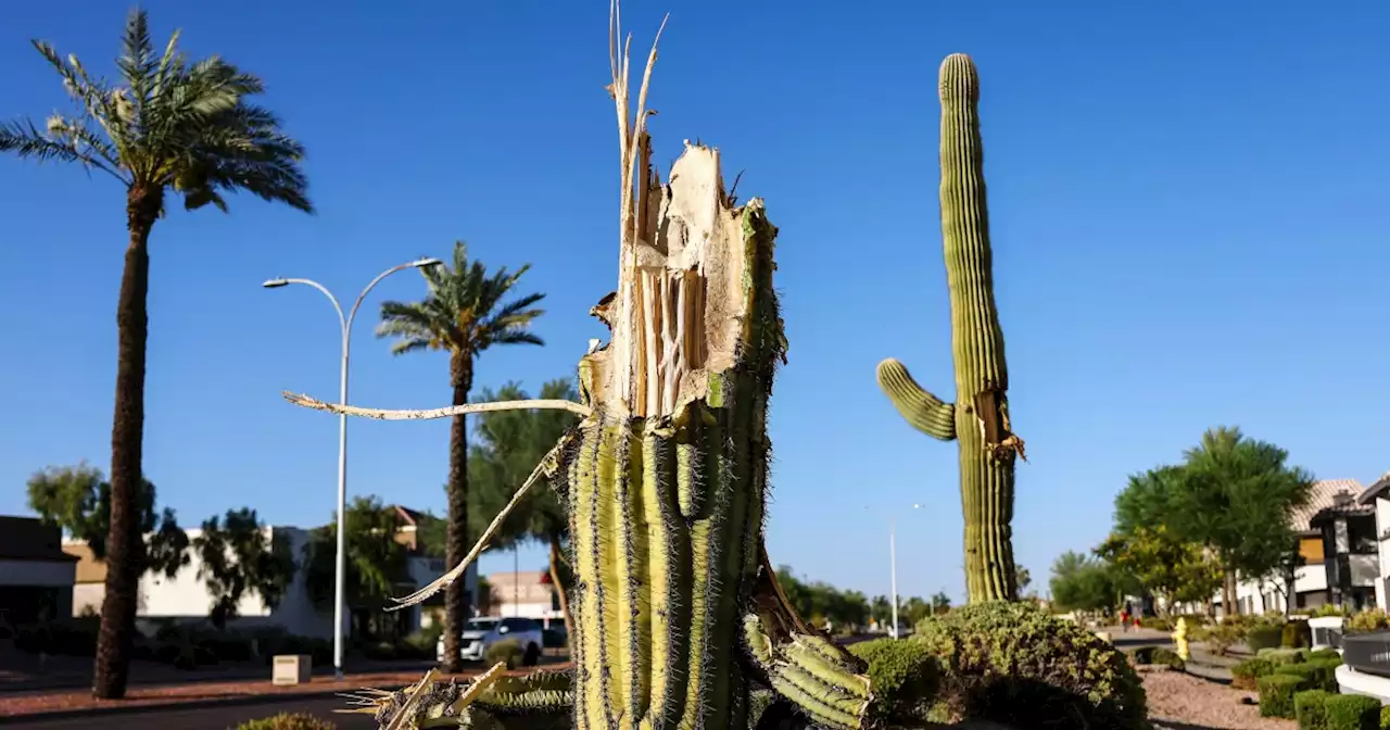 Long-term drought and near-term heat wave take toll on Arizona's desert ecology