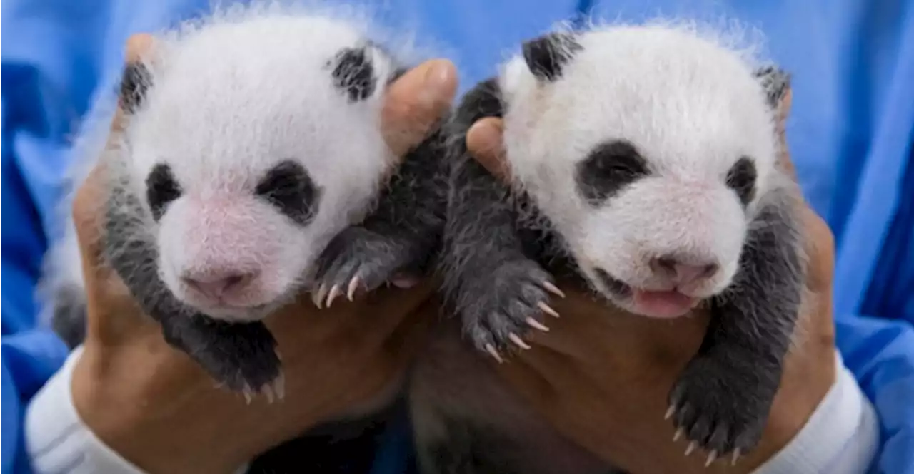 뒤집기 성공한 '푸바오 동생' 쌍둥이 판다…'너무 예뻐요'