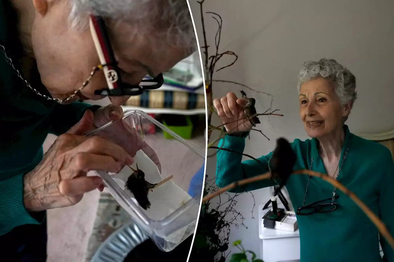 A woman in Mexico City heals hummingbirds, and gets healing in return