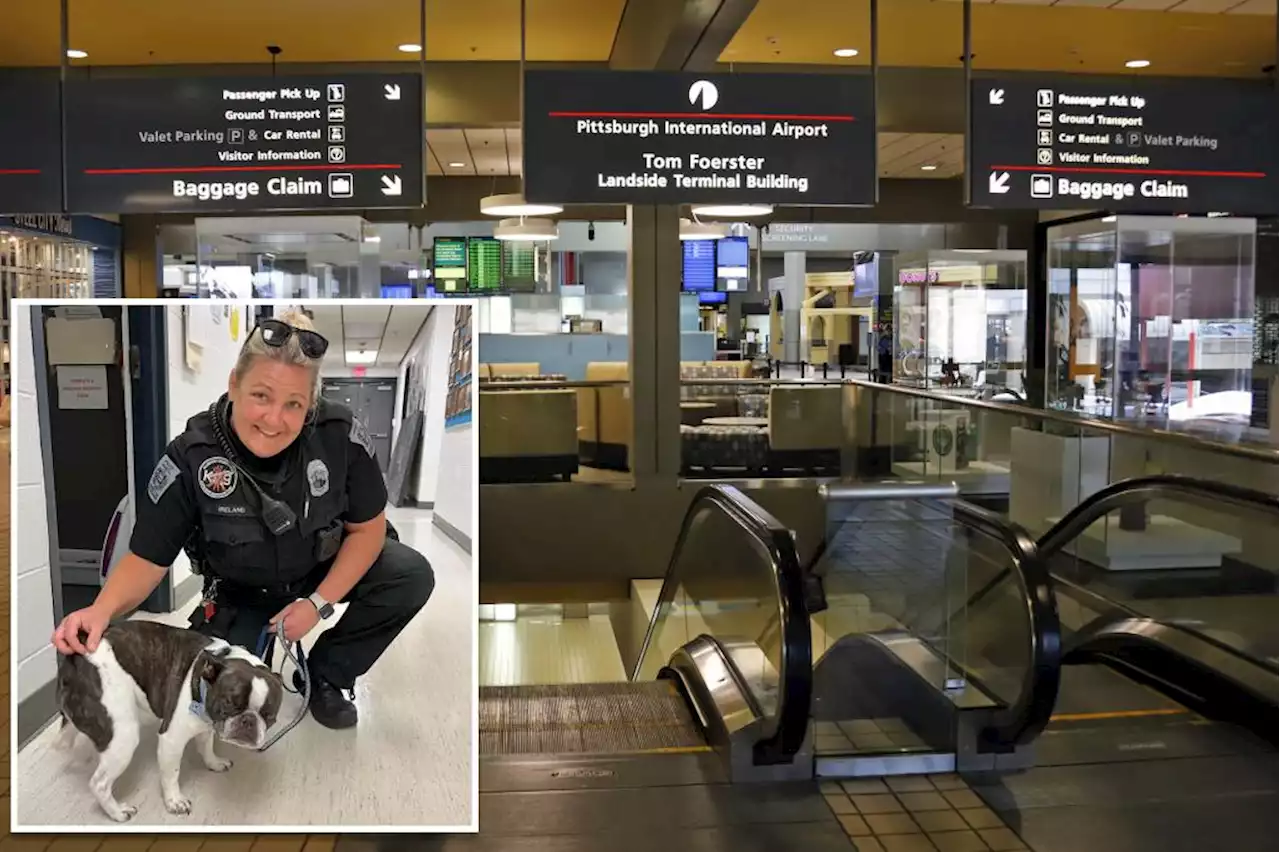 Woman abandons French bulldog at Pittsburgh airport after being denied boarding without a crate