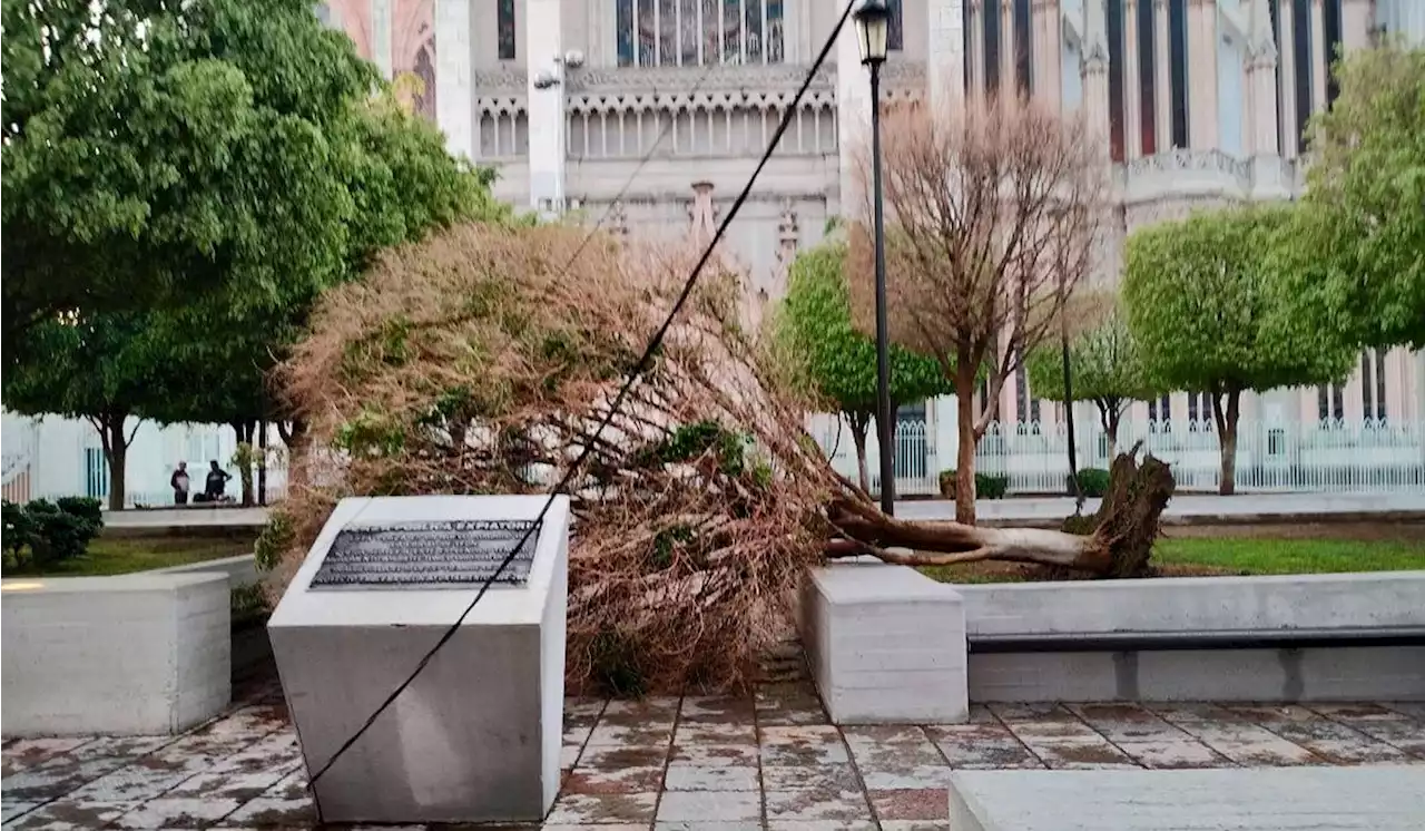 Nueva tormenta en León hace caer árboles, espectaculares y deja sin energía 39 semáforos