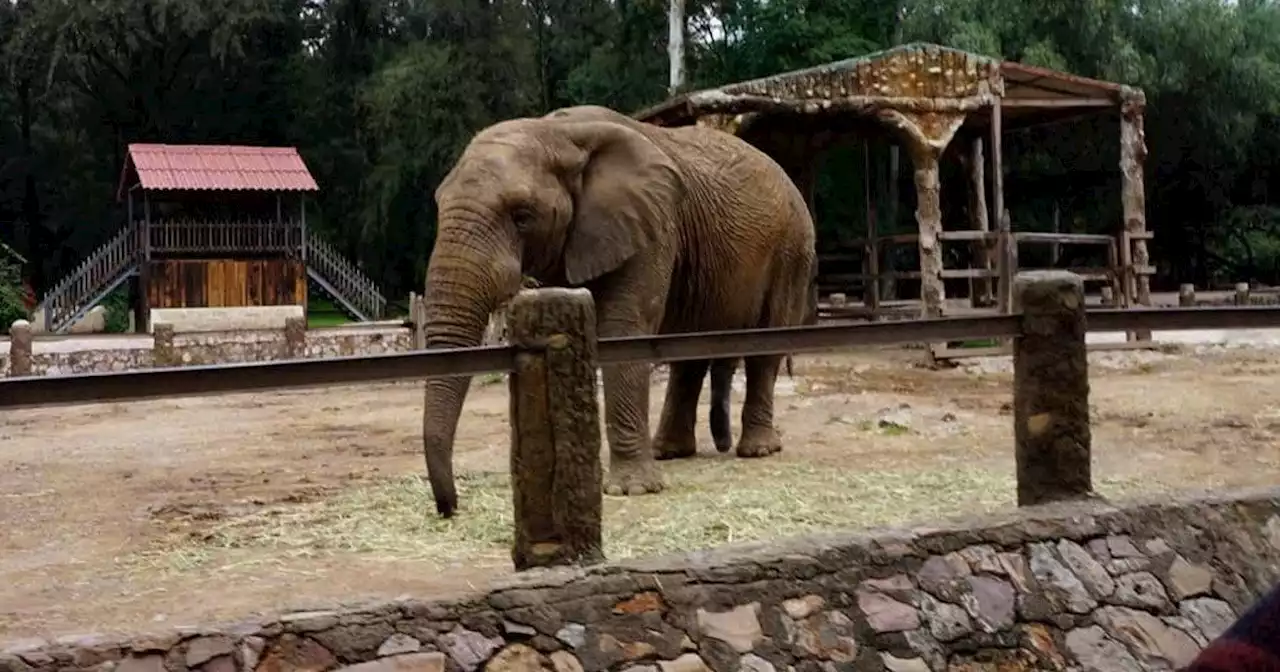 Zoológico de León dará ‘tiempo de luto’ por la pérdida de Davy antes de adquirir otro elefante