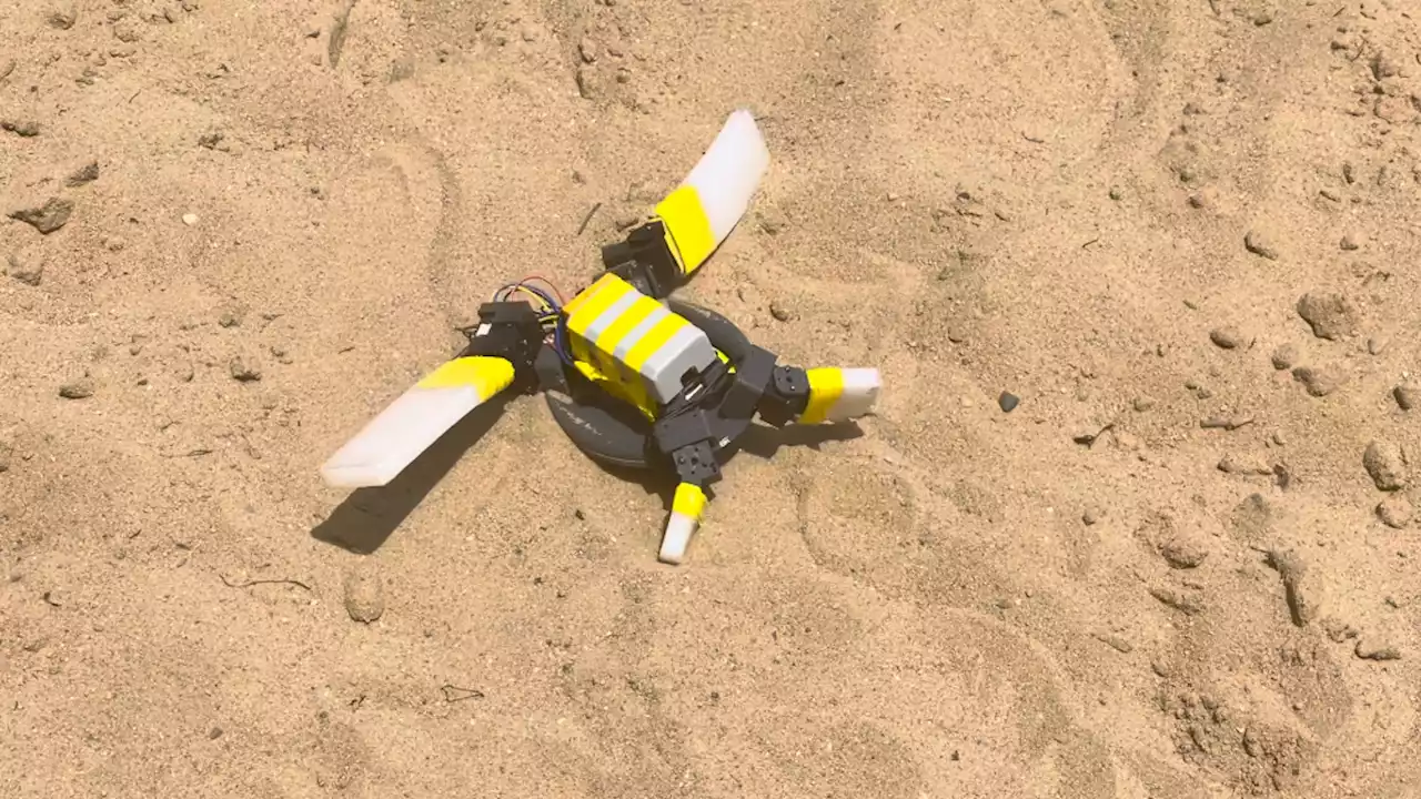 This waddling robot could guide baby turtles to the sea