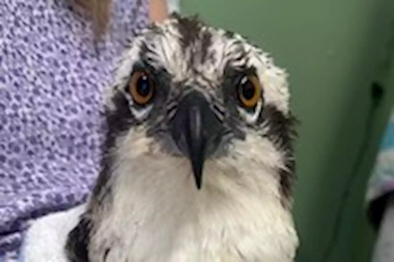 Raptor Rescue: Wading into Beltway Traffic to Save an Osprey