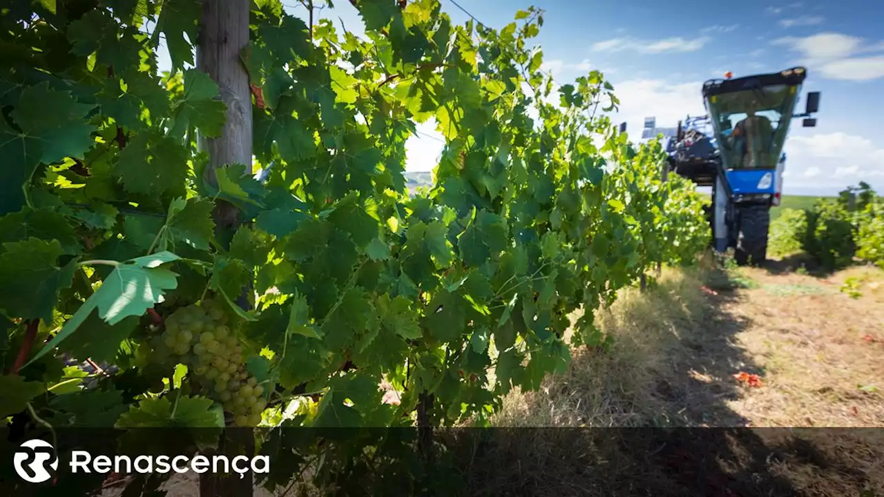 Alta velocidade. Linha preocupa comissão dos vinhos da Bairrada - Renascença